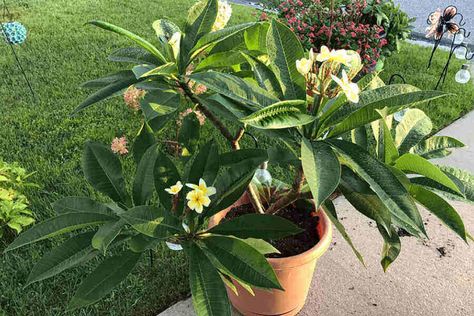 If you let your precious plumeria grow outside without any restrictions, it will reach a height of up to 25 feet when fully grown. The canopy will also have the same width spread. However, keeping Plumeria Indoor, Patio Diy Ideas, Plumeria Care, Plumeria Plant, Colorful Landscaping, Plumeria Tree, Potted Plants Patio, Zone 9b, Garden Diy Ideas