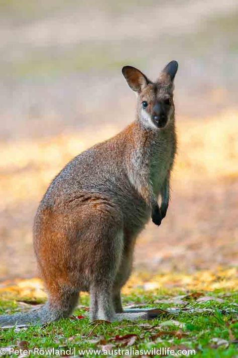 Australia Animals, Tropical Animals, Animal Antics, Animal Quilts, Australian Native, Super Cute Animals, Australian Animals, Photography Gallery, Arte Animal