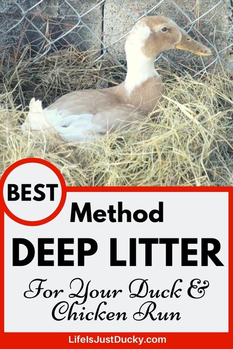 Duck Shelter, Duck Coop Ideas, Duck Bedding, Deep Litter Method, Duck Waterer, Duck Feeder, Duck Care, Yard Chickens, Duck Pens