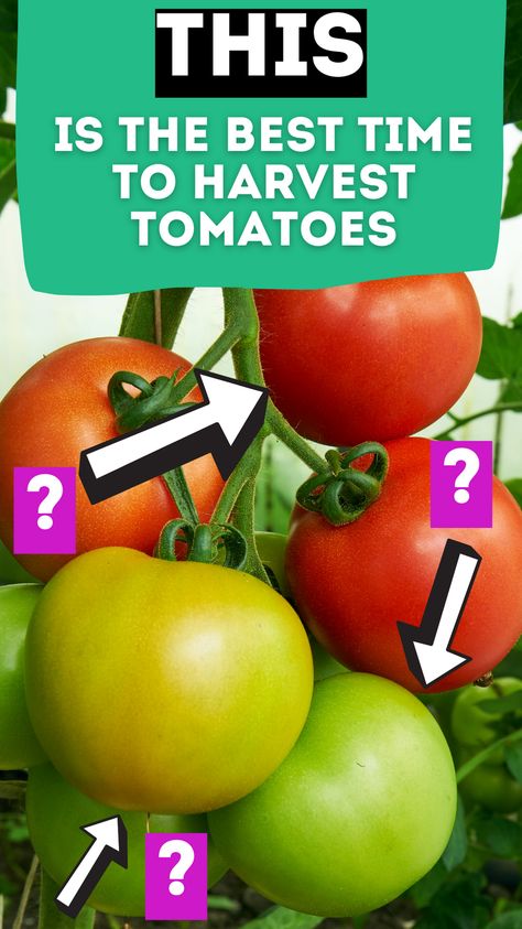 Harvesting Tomatoes, When To Harvest Tomatoes, When To Pick Tomatoes, Harvest Storage, Cherry Tomato Plant, Vegetable Harvest, Growing Tomato Plants, Yellow Tomatoes, Types Of Tomatoes