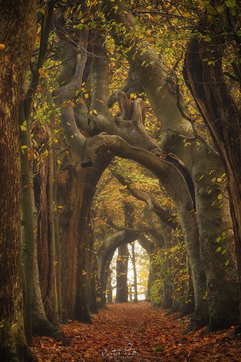 Forest Tunnel, Tree Tunnel, Mystical Forest, Big Tree, Backgrounds Phone Wallpapers, Tree Forest, Beautiful Photos Of Nature, Dark Night, Magical Places