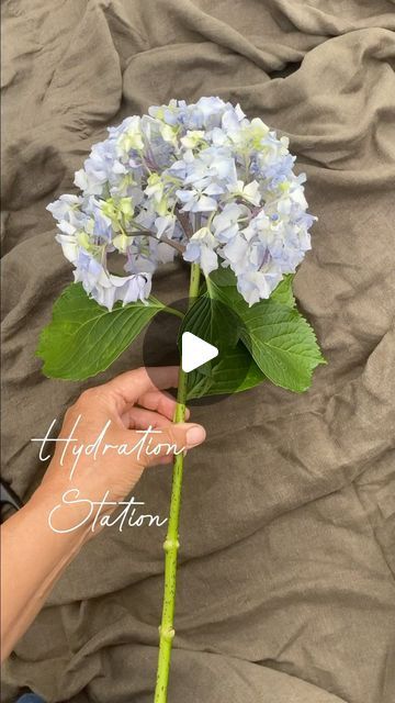 Berna on Instagram: "I was lucky enough to snare some beautiful hydrangea stems from my sisters garden in Ferny Creek, and deliberately let this one wilt so I could show you this little bit of magic triage I’ve only just discovered. I want my flowers to have a reputation of the BEST kind…that of being naturally long lasting; knowing how to condition without the use of chemicals, is important to me. Hope this is helpful to anyone watching, in extending the life of their precious flowers. Let me know what you think! Berna x 0438 184 237 #bespokeflowers #billybuttons #justask #surfcoastflowers #torquayflowers #seasonalflowers #choosewell #affordable #ranunculus #dahlias #sustainableflowers #flowersubscriptions #soilblocking #gardentogate #seasons #hydrangeas #compost #tor Hydrangea Floral Arrangements, Carnation Centerpieces, Gardening Therapy, Hydrangea Plant, Hydrangea Flower Arrangements, Large Hydrangea, Sustainable Flowers, Rose Flower Arrangements, Hydrangea Arrangements