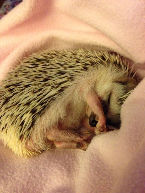 Hedgehog sleeping, covering her eyes. Cute Hedgehog Sleeping, Pygmy Hedgehog, Hedgehogs, Her Eyes, Funny Animals, Sleep, Funny, Animals, Quick Saves