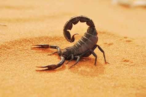 Scorpio Personality Traits and Characteristics Scorpion Desert, Venomous Spiders, Scorpio Personality Traits, Desert Scorpion, Desert Lizards, Scorpio Compatibility, Dangerous Creatures, Scorpio Personality, Spider Venom