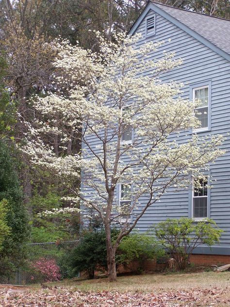 Service Berry Tree, Trees For Small Yards, Serviceberry Tree, Service Berry, Trees For Front Yard, Small Yards, Japanese Tree, Crabapple Tree, Dogwood Trees