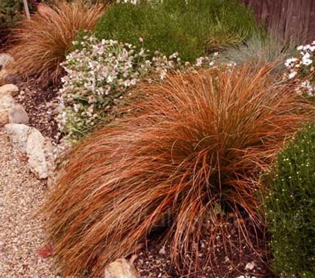 Bushy Plants, Garden Notebook, Prairie Fire, Ornamental Grass, Ground Cover Plants, Hardy Perennials, Grass Seed, Rooftop Garden, Low Maintenance Plants