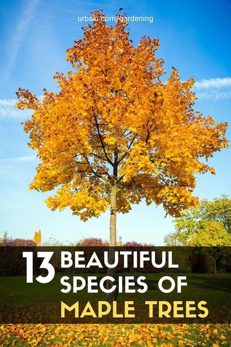 Orange Maple Tree, Sycamore Maple Tree, Yellow Maple Tree, Trident Maple Tree, Red Sunset Maple Tree, Small Maple Trees, Maple Tree Forest, Red Maple Tree Landscaping, Red Sunset Maple