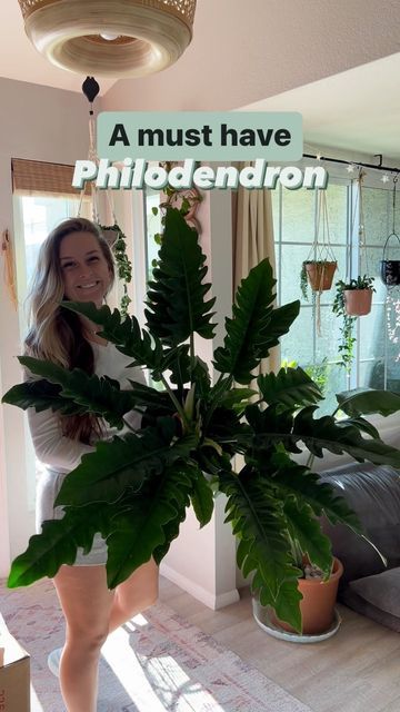 Philodendron Jungle Boogie, Jungle Boogie Philodendron, Jungle Boogie, Jungle House, Plant Help, Planting Ideas, Trailing Plants, Room With Plants, Diy Plants