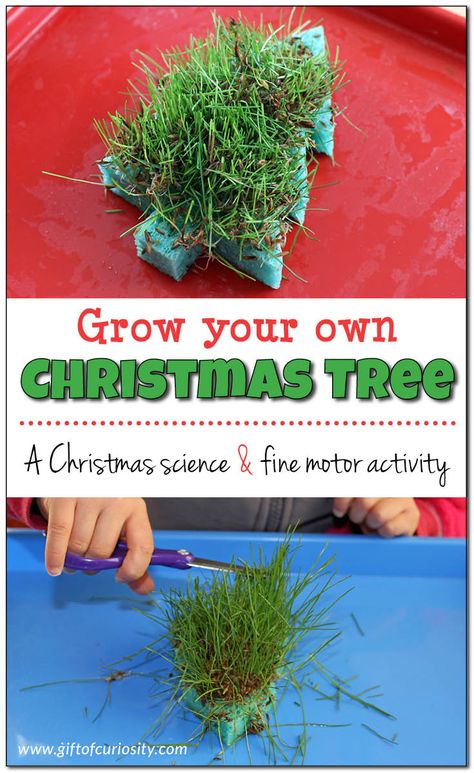 Grow your own Christmas tree sponge with this super fun Christmas science and fine motor activity your kids can do over and over! || Gift of Curiosity Christmas Science Activities, Christmas Science Experiments, Christmas Units, Christmas Science, Fine Motor Activity, Christmas Activity, Science Activities For Kids, Christmas Activities For Kids, Christmas School