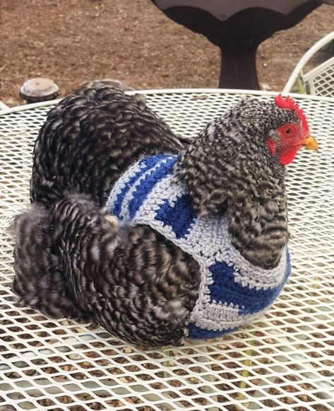 Chickens In Sweaters, Backyard Chicken Run, Knitted Chicken, Chicken Outfit, Chicken Backyard, Chicken Clothes, Chicken Saddle, Chicken Aprons, Chickens In The Winter