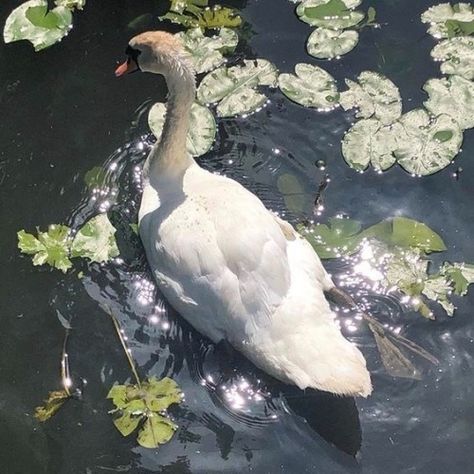 Duck Aesthetic, Aesthetic Draw, Cute Goose, Art Literature, Nature Art, Literature, Coconut, England, White