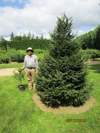 Norway Spruce Tree Landscaping, Landscape Privacy, Windbreak Trees, Norway Spruce Tree, Tree Transplanting, Creek Garden, Coastal Plants, Trees Landscaping, Evergreen Landscape