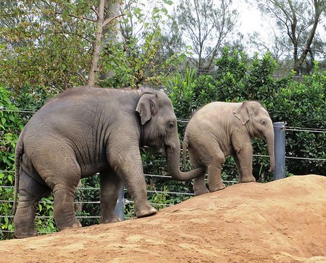 "Come back Cheeky"    Melbourne Zoo Melbourne Zoo, Colourful Life, Cute Elephant, Natural Wonders, Come Back, Melbourne, Around The Worlds, Elephant, Wonder