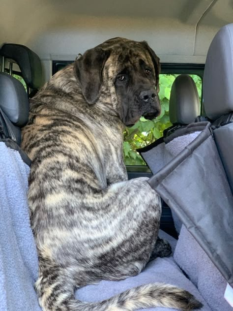 Mastiff Dogs English, English Mastiff Puppy, Bulldog Mastiff, Brindle English Mastiff, Brindle Mastiff, Old English Mastiffs, Bull Mastiff Dogs, Bull Mastiff Puppies, English Mastiff Dog