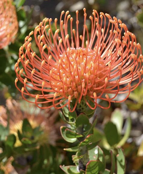 Pincushion Tattoo, Pincushion Protea Drawing, Pin Cushion Protea Bouquet, Protea Pincushion, Pincushion Protea Illustration, Pin Cushion Protea, Leucospermum Cordifolium, Queen Protea, Pincushion Protea