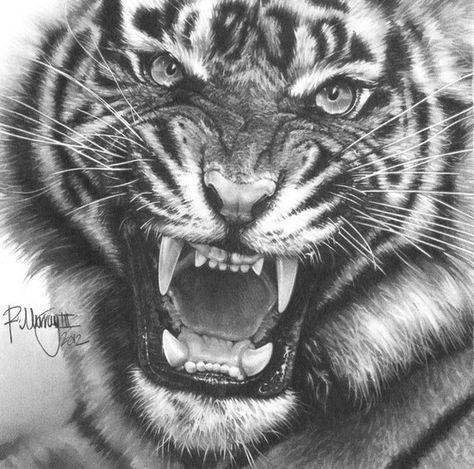 Tiger - pencil Tiger Study, Tier Tattoo, Tiger Drawing, Pencil Drawing Tutorials, Arte Peculiar, Siberian Tiger, Tiger Art, Tiger Tattoo, A Tiger