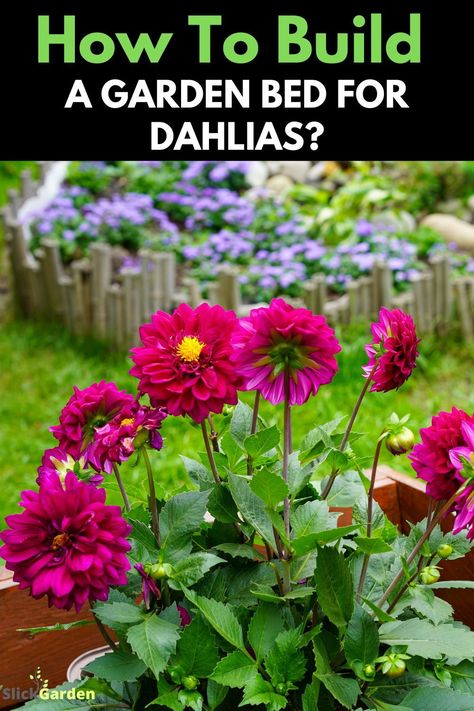 "Unlock the beauty of dahlias with a well-prepared garden bed! Dive into our comprehensive guide and discover the secrets to a flourishing dahlia display. 🌷 #DahliaBeauty #GardenCraft" Dahlia Flower Beds Gardens, Dahlia Bed Ideas, Dahlia In Pots Container Garden, Dahlia Flower Bed, Dahlia Garden Layout, Dahlia Garden Ideas, Dahlia Display, Dahlia Patch, Daliah Flower