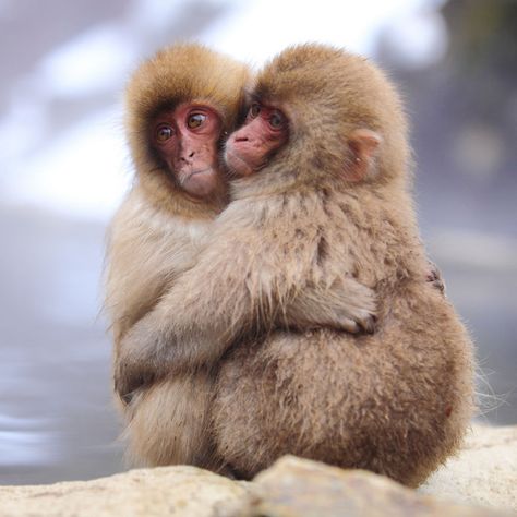 Japanese Monkey, Jigokudani Monkey Park, Monkey Family, Baby Monkeys, Regnul Animal, Snow Monkey, Mandrill, Monkey Business, Baby Monkey