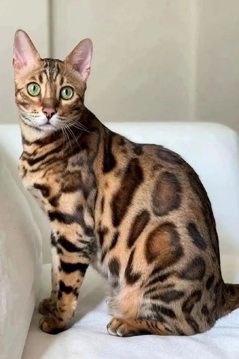 White Bengal Cat, Bengal Cat Facts, Cute Cat White, Gato Bengali, Cat Pretty, Domestic Cat Breeds, Dream's Cat, Cat Crazy, Pretty Cat