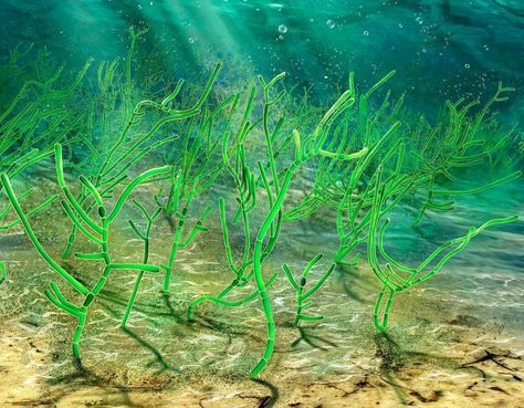 Artistic reconstruction of the oldest multicellular green plant known, Proterocladus antiquus Sea Plants, Plants Green, Green Algae, Marine Ecosystem, Virginia Tech, Wound Healing, Photosynthesis, Aquatic Plants, Primates