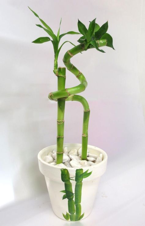 Prosperity Plants, Lucky Bamboo Decor, Bambu Air, Elegant Plants, Diy Planters Pots, Lucky Bamboo Plants, Bamboo Tattoo, Plant Pot Diy, Bamboo Decor