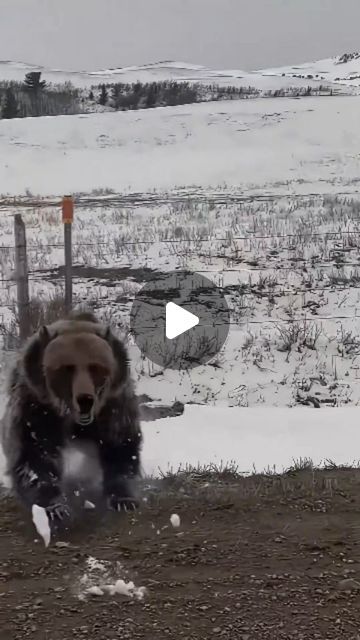 6,523 likes, 36 comments - beastlygiggles on August 3, 2024: "When your picnic is too irresistible 🍯🐻 Just a 'bear-y' close call! #bearaware #bearsafety #wildlifeencounters #naturealert #outdoorsafety #wildlifeprotection #bearland #animalfacts #survivalskills #wildlifeconservation #natureeducation #bearterritory #outdoorexplorer #wildernesssafety #animalrespect". Animal Videos Wild, Funny Hunting Pics, Black Bear Hunting, Scary Wolf, Funny Wild Animals, Most Dangerous Animals, Worlds Cutest Animals, Wild Animals Attack, Unbelievable Pictures