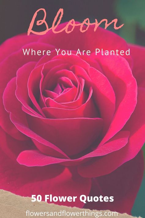 Get funny short inspirational flower quotes for life Beautiful Roses Quotes Inspirational, Rose Flower Quotes Short Beautiful, Quote About Roses Flowers, Roses Quotes Inspirational, Flowers Quotes Inspirational, Rose Sayings, Flower Quotes Short Beautiful, Pe Quotes, Rose Quotes Inspirational