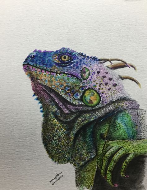 Iguana Marine Iguana Drawing, Iguana Drawing, Marine Iguana, Drawings, Quick Saves, Art