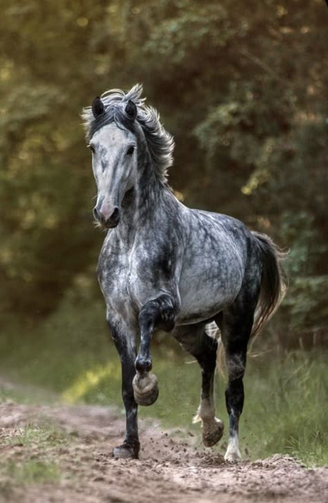 Gray Horses, Dapple Grey Horses, Beautiful Horses Photography, Elegant Horse, Cute Horse Pictures, Horse Inspiration, Big Horses, Andalusian Horse, Horse Aesthetic