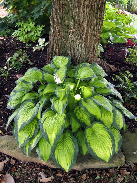 Hostas Garden, Shady Gardens, Fall Gardening, Spring Leaves, Hosta Plants, Pergola Ideas, Pale Lavender, Shade Perennials, Garden Shrubs