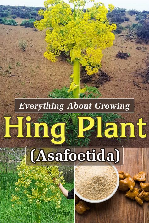 To Looking to add a unique and flavorful spice to your garden? Find out How to Grow Hing, popular as asafoetida, with these simple tips. Asafoetida Plant, Garden Hacks Diy, Spice Garden, Herbal Plants, Short Plants, Soil Layers, Sandy Soil, Hardy Perennials, Annual Plants