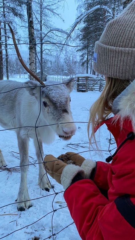 Best Christmas Destinations In The World | Vacation Aesthetic Christmas Aesthetic Reindeer, Christmas Red Aesthetic, Lapland Aesthetic, Feeding Reindeer, Finland Aesthetic, Best Christmas Destinations, Santas Village, Feeding Animals, Finland Lapland