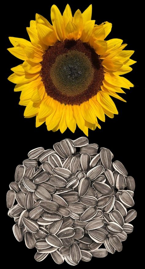 Sunflower seeds. Sunflower Seeds, Blood Sugar, Sunflower, The Globe, Seeds, Herbs, Health, Quick Saves