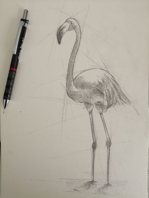 Flamingo Drawing Pencil, Flamingo Sketch, Flamingo Pictures, Realism Art, Art Academy, Black Pencil, Charcoal Drawing, Art School, Pencil Drawings