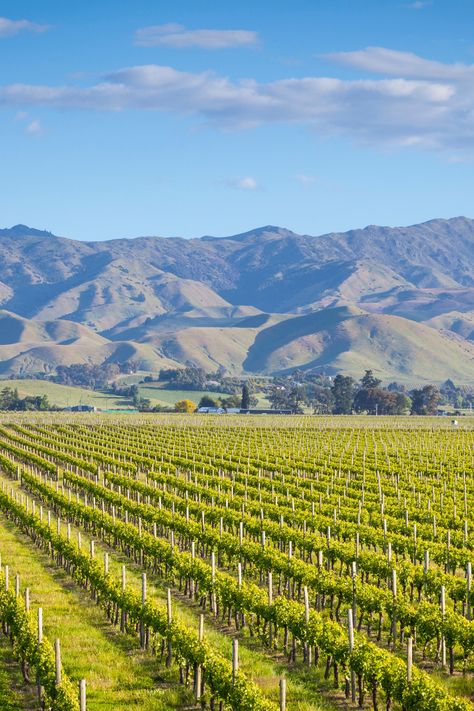 Vineyard New Zealand, New Zealand Wineries, Napier New Zealand, New Zealand Wine, Marlborough Sounds, Wine And Food Festival, Queenstown New Zealand, Wine Vineyards, Auckland City