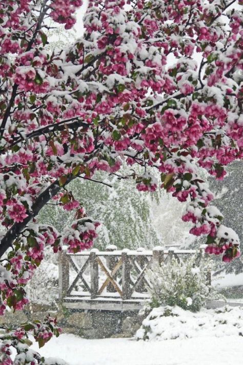 Snow on cherry blossom trees Wallpaper Winter, I Love Snow, I Love Winter, Winter Magic, Winter Scenery, Winter Beauty, Snow Scenes, Snowy Day, Winter Pictures