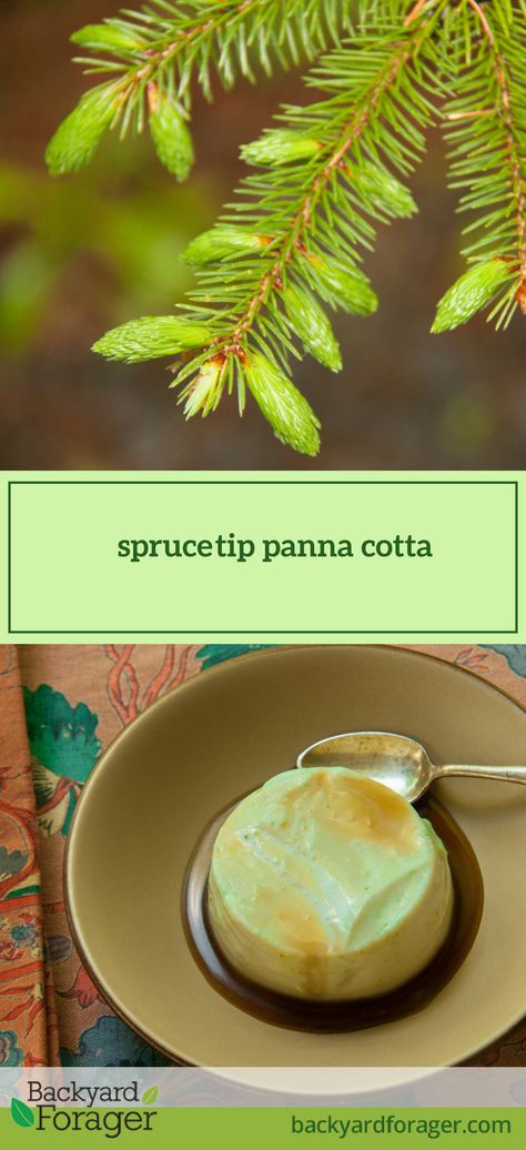 Spruce Tip Panna Cotta: Recipe - Backyard Forager Spruce Tips, Goat Milk Recipes, Kitchen Witch Recipes, Wild Food Foraging, Panna Cotta Recipe, Foraging Recipes, Foraged Food, Herbal Recipes, Wild Edibles