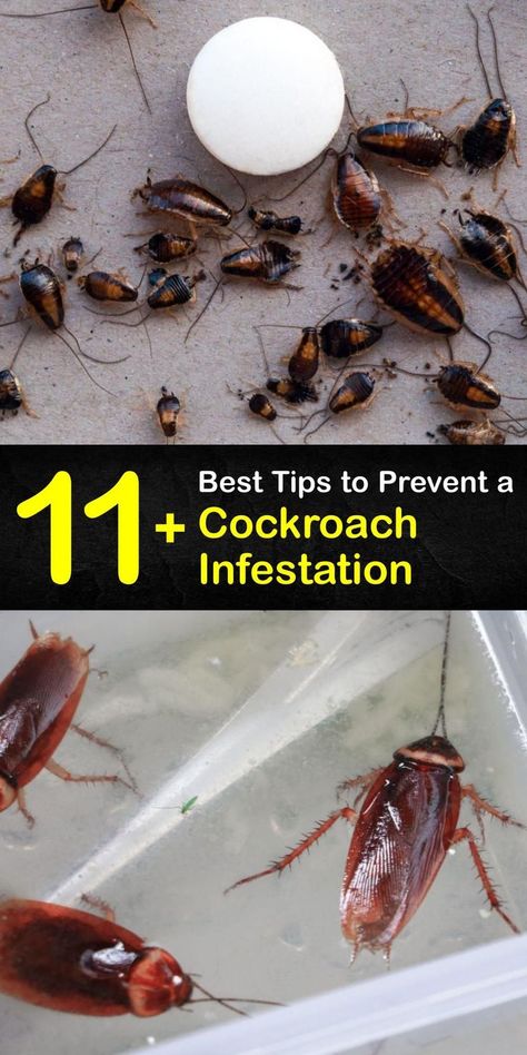 Discover ways to eliminate and prevent a cockroach infestation with pest control methods. Cockroach droppings and egg casings are signs of an infestation, and it’s essential to take immediate steps to eradicate the roach problem. #roach #infestation #cockroach Roach Infestation, German Cockroach, Kill Roaches, Roach Killer, Diy Bug Spray, Peroxide Uses, Diy Household Cleaners, Cockroach Control, Glue Traps