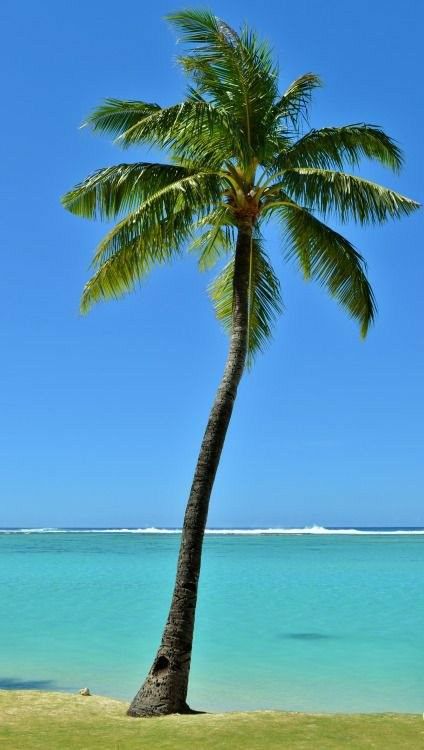 Palm Tree With Coconut, Tropical Beach Resorts, Palm Art, Tropical Scenery, Palm Tree Photography, Tropical Travel Destinations, Tropical Beach Houses, Tropical Island Beach, Jamaica Vacation