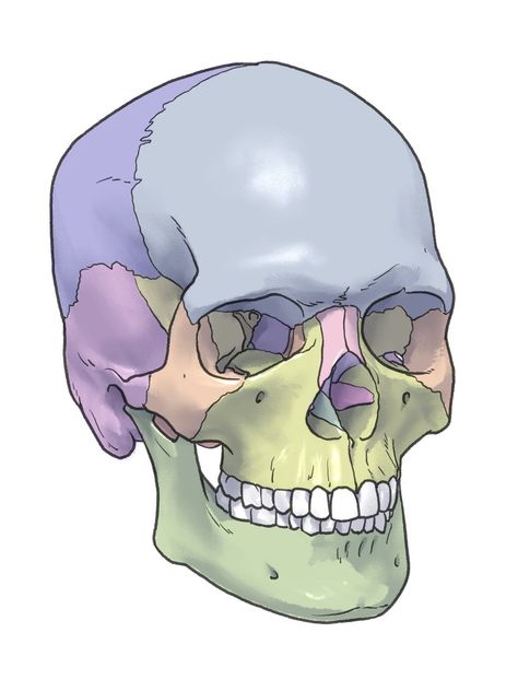 Skull Anatomy Drawing Study, Skull Anatomy, Body Bones, Medical Stickers, Drawing Studies, Anatomy For Artists, Anatomy Study, Skull Drawing, Anatomy Drawing