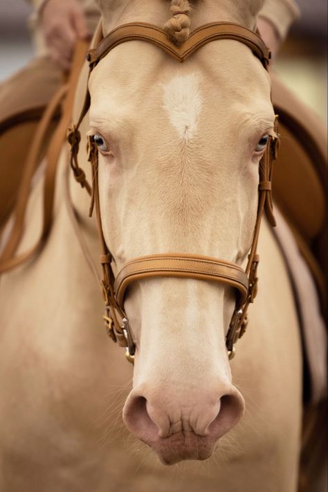 Cremello Lusitano, Medieval Saddle, Light Brown Horse, Perlino Horse, Cremello Horse, Lusitano Stallion, Unusual Horse, Horse Riding Aesthetic, Horse Markings