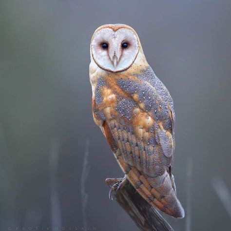 Award-Winning Photographer Protik Hossain Captures Enchanting Owl Photos Amidst Forests Beautiful Dogs Photos, Owl Species, Photography Inspiration Nature, Owl Photography, Owl Photos, Photographers Gallery, Bear Photos, Owl Pictures, Photo Awards