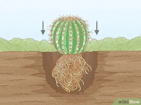 3 Ways to Grow Golden Barrel Cactus - wikiHow Life Plant Guy, Beautiful Yellow Flowers, Golden Barrel Cactus, Barrel Cactus, Love Plants, Plumeria Flowers, Cactus And Succulents, In The Wild, Yellow Flowers