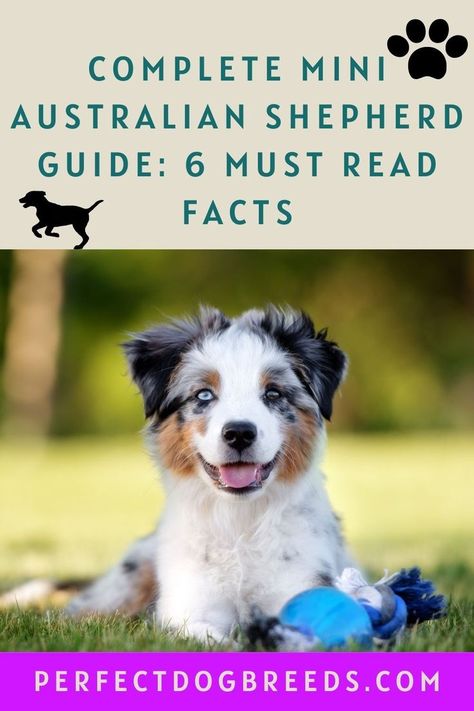 Perfect Dog Breed has the complete mini Australian shepherd guide including 6 must read facts. Learn what an Australian shepherd is, the pros and cons of the breed, their appearance, 6 fun facts, their personality and temperament. You will also find how to care for and train a miniature Australian shepherd as well as other frequently asked questions about the breed. You will find all you need to know and more about Australian shepherd dogs. To see if this dog is for you, see our article. Australian Shepherd Training, Mini Aussie Puppy, Mini Australian Shepherd, Miniature Australian Shepherd, American Shepherd, Aussie Shepherd, Aussie Puppies, Mini Aussie, Miniature Dogs