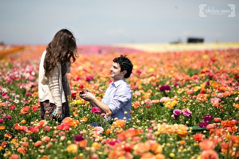 Suprise Proposal Photography | Carlsbad Flower Fields Field Proposal, Suprise Proposal, Engagement Ring Photography, Carlsbad Flower Fields, Wildflower Wedding Theme, Field Engagement Photos, Wildflower Wedding Bouquet, Dream Proposal, Dreamy Flowers