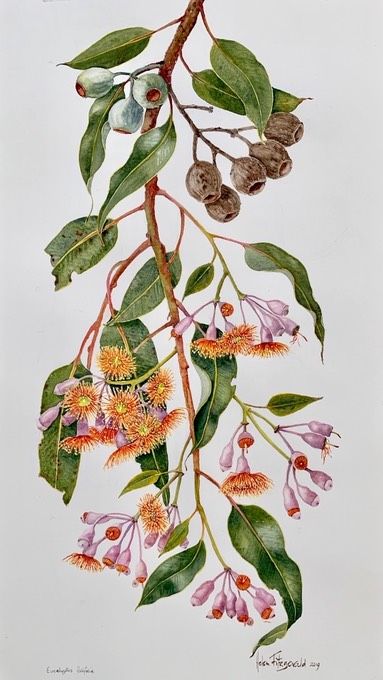 Australian Flora Painting, Australian Wildlife Art, Gum Tree Painting, Australian Botanical Illustration, Australian Botanical Tattoo, Australian Native Flowers Illustration, Australian Botanicals, Botanical Art Drawing, Gum Leaves