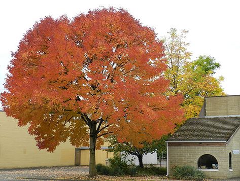 Fraxinus Americana, Autumn Plants, Autumn Purple, Landscape Plants, White Ash, Yard Design, Diy Landscaping, Landscaping Plants, Early Fall