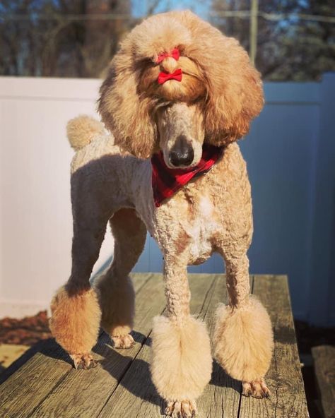 Standard Poodle Miami Clip, Poodle Haircuts, Poodle Black, Poodle Haircut, Poodle Puppy Standard, Poodle Cuts, Doodle Dogs, Dog Haircuts, Poodle Love