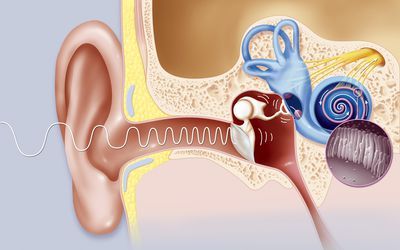 How to Drain Fluid From the Middle Ear at Home: 5 Tips Drain Ear Fluid, Ear Drainage, Ear Congestion, Fluid In Ears, Remedy For Sinus Congestion, Clogged Ears, Home Remedies For Sinus, Ear Tubes, Sinus Congestion Relief