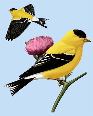 yellow finch painting Finch Tattoo, Yellow Finch, Gold Finch, Albany Park, American Goldfinch, Carving Patterns, Butterfly Drawing, Bird Artwork, Dark Tattoo